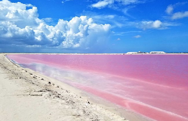 Paradiesische Tour: Las Coloradas Pink Lake und Rio Lagartos inklusive Mittagessen. - Foto 4