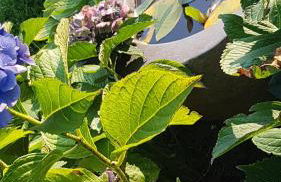 Stylisches Garden Cottage - Foto 26