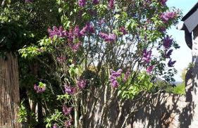 Côte de granit rose - Foto 15