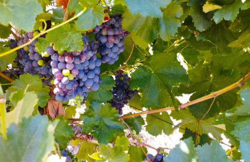 Villa Vitsilias under the cretan sky - Photo 43