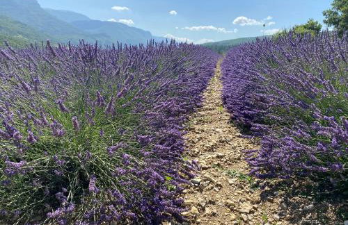 Lou Souleu - Foto 19