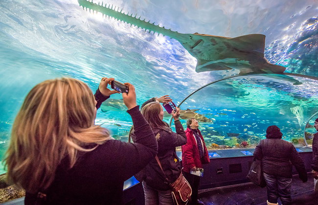Acquario di Ripley del Canada - Foto 1