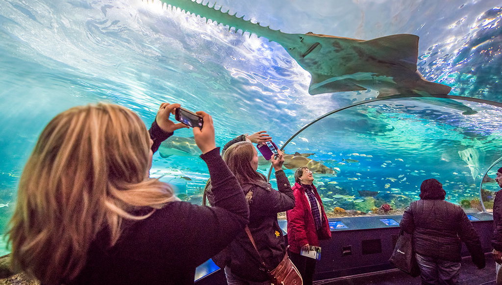 Acquario di Ripley del Canada - Foto 1