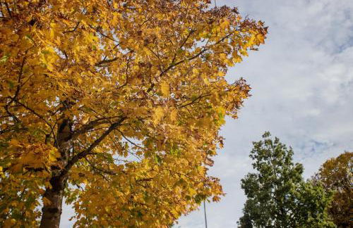 Haus Seidelbast - Foto 21