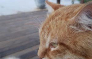 Cabana do alto, espaço privado dentro de um sitio de 20mil metros - Foto 17