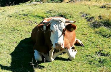 CASA CARCENTINA - fronte seggiovia, sulla pista Stelvio - Foto 59