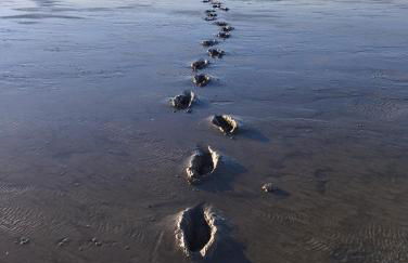 FeWo Villa Butterburg Tomke - Reihenhaus mit Terrasse - Foto 16