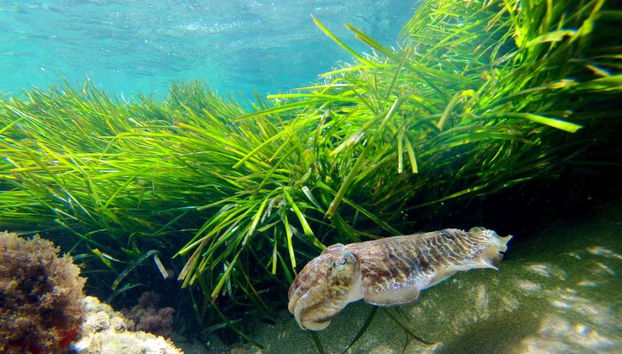 Cabo de Gata Kayak Tour - Foto 2