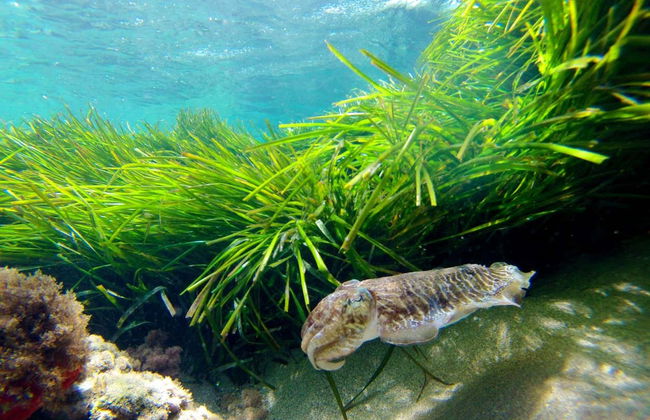 Kayak en el Cabo de Gata - Foto 16