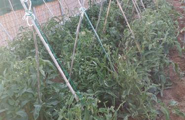 Andros Eco Home - Foto 37