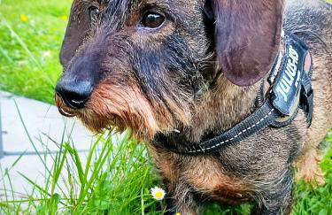 HiPyrenees - Top studio - Foto 19