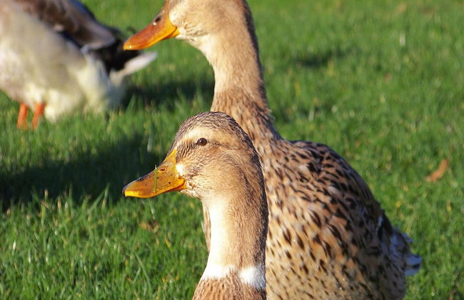 Doppelhaushaelfte, Twietfort - Foto 8