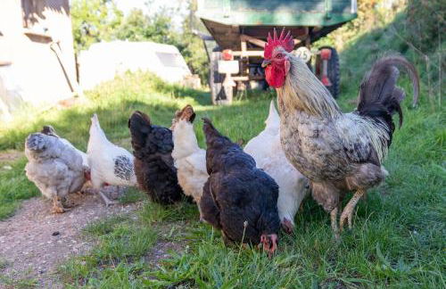 Ferienhaus Helga - Foto 33