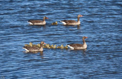 Große Warf mit Rasenfläche - Foto 7