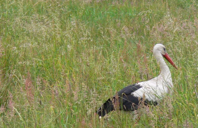 Zakątek Ventus II - Foto 10