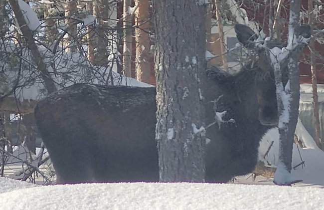 Lagomhuset - A Peaceful Holiday In Swedish Lapland - Foto 15