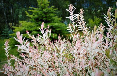 Przytulne Studio Borówkowy Zagajnik - Foto 31