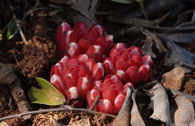 Casa Bi Rosario - Quinta Amoreira - Foto 41