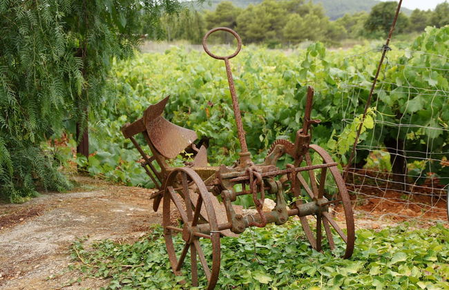 Agroturismo Sa Vinya d'en Palerm - Foto 45