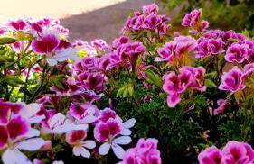 Ginevra Casa Vacanze - Foto 24