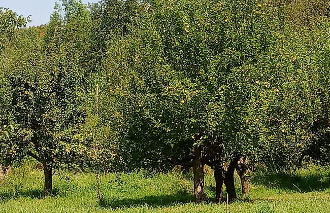 Castro Caldelas - Cottage - Sleeps 2 - Petfriendly - Foto 13