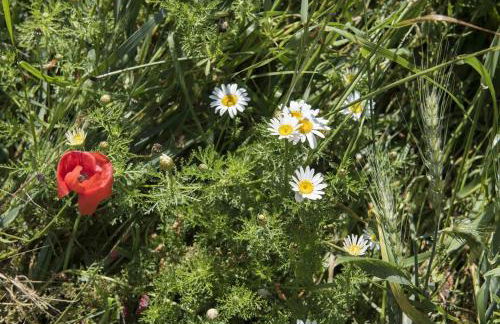 Alloggio vocabolo San Sebastiano - Foto 16