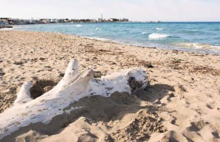 Stella Bianca - Foto 45