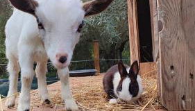 Villa Boeddu, relax tra mare e campagna - Foto 3