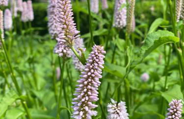 Bahnhof Vaale • Fliegender Hamburger - Foto 12