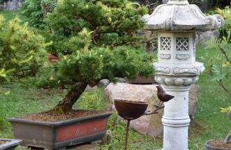 Ogród Shinrin Yoku Odpoczynek w Lesie - Foto 7