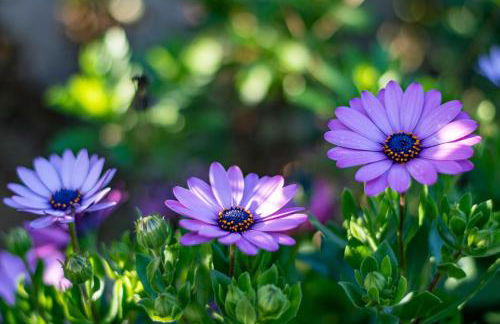 Le Clos des Eucalyptus - Foto 50