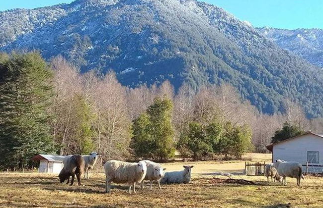 Cabana 4 Personas En Hermoso Paisaje En Pucon - Foto 11