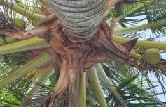 A Casa da Ilha de Itacuruçá - Aps - Foto 16