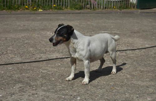 Idylle auf dem Reiterhof bei Husum - Foto 38