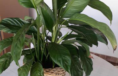 Itaúna saquarema beach house - Foto 34