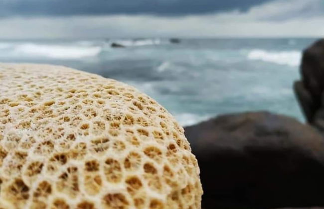 Saku Residence - Foto 24