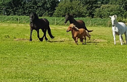 Friesenhof Meyer - Foto 33