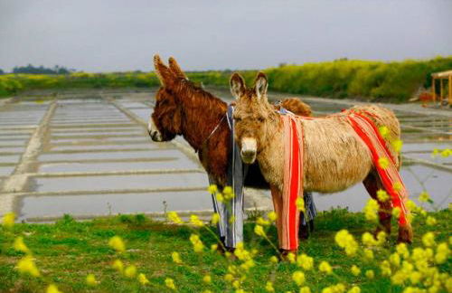 VILLA DEL RE 4 (face à la piscine) - Foto 20