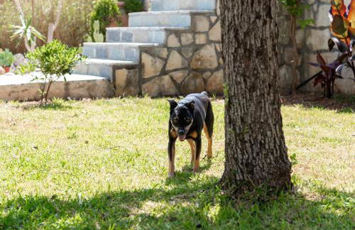 Seafront Villa Blue Agave - Photo 67