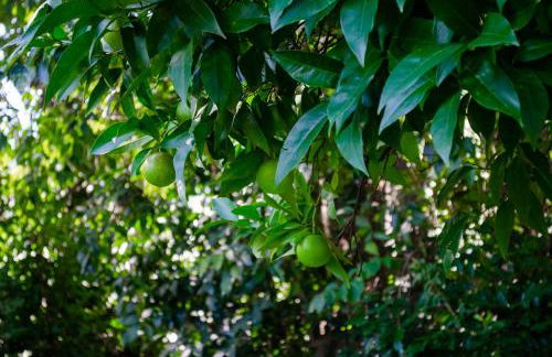 El huerto de Candeleda - Foto 34