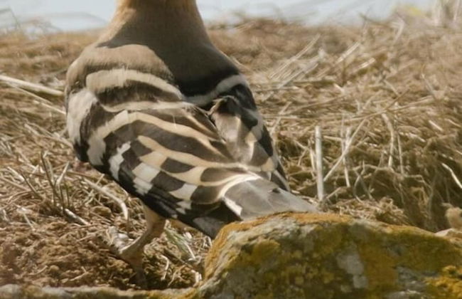 L'Esgolfa de ca l'Ortís - Foto 16
