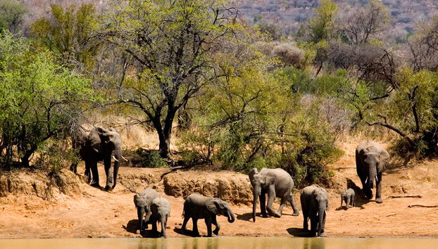 Tour de un día entero: Sun City y la reserva natural de Pilansberg - Foto 3