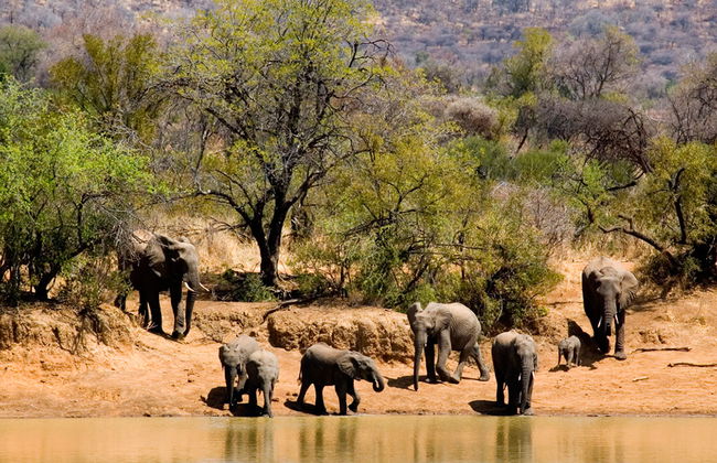 Tour de un día entero: Sun City y la reserva natural de Pilansberg - Foto 3