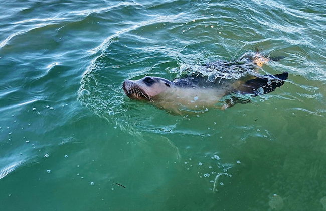 Sunset Oddes-sea - Photo 18