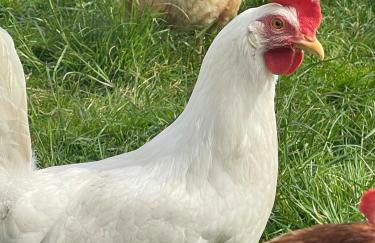 The Retreat Cornwall holiday home with hot tub - Foto 6