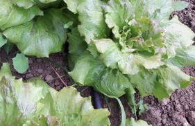 Agriturismo La Lobra - Foto 106