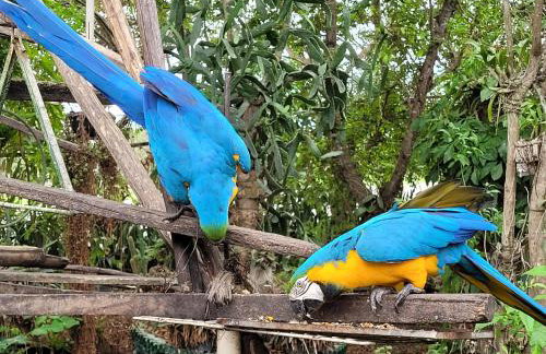 Villa Flor e Cor - Foto 39