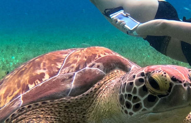Snorkelling in a Turtle Sanctuary - Photo 1