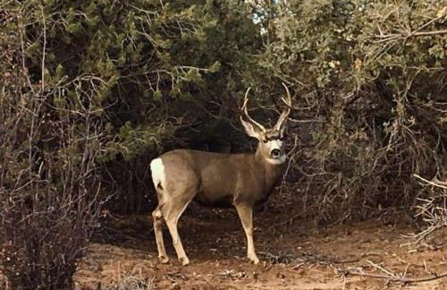 East Zion Mesa Retreat- Luxury, Hot Tub, Resort Amenities - Foto 44