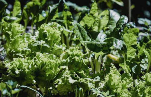 Old Chestnut Vacation Home - Foto 12